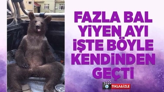 Fazla bal yiyen ayı kendinden geçti