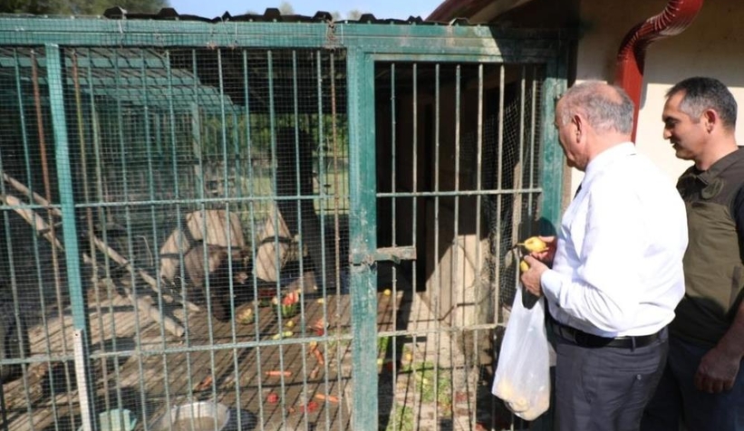 Fazla balın sersemlettiği yavru ayıya armut jesti