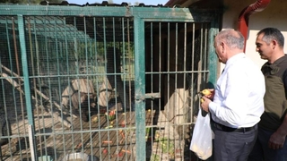 Fazla balın sersemlettiği yavru ayıya armut jesti