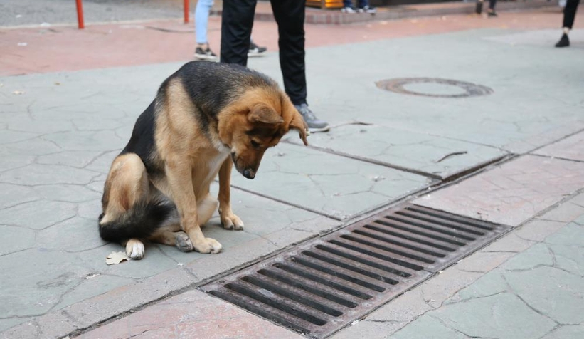 Fenomen köpek mazgal nöbetine ara verdi