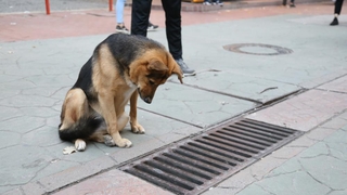 Fenomen köpek mazgal nöbetine ara verdi
