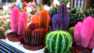 Fidan ve Süs bitkiciliği satış merkezinde çalışmalar tamam