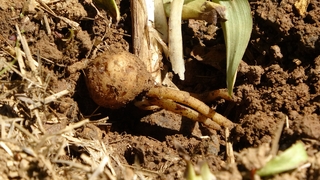 Fındığa ve çaya alternatif oldu: Kilosu bin 500 TL