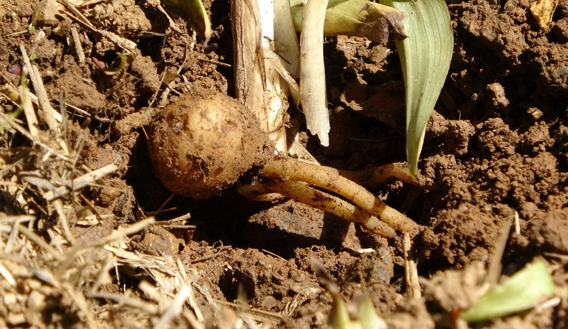 Fındığa ve çaya alternatif oldu: Kilosu bin 500 TL