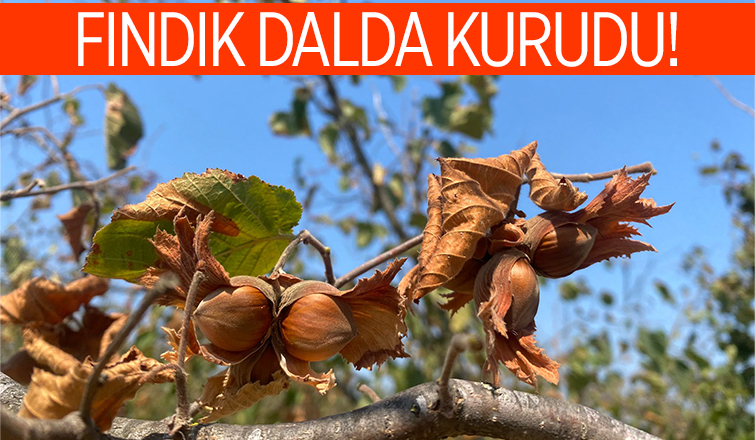 Fındığı kuraklık vurdu; Rekoltede büyük kayıp var