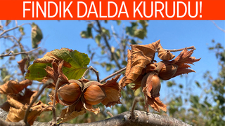 Fındığı kuraklık vurdu; Rekoltede büyük kayıp var