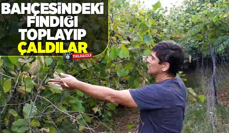 Fındığı toplayıp çaldılar