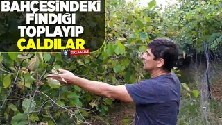 Fındığı toplayıp çaldılar