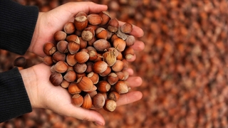 Fındığın fiyatı düştü