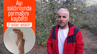 Fındık bahçesinde ayı dehşeti; Parmağını kaybetti