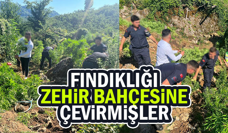 Fındık bahçesinde büyük kenevir operasyonu