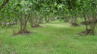 Fındık bahçesinde ölü bulundu
