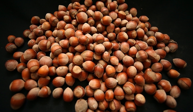 Fındık destek listeleri askıya çıktı