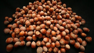 Fındık destek listeleri askıya çıktı