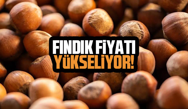 Fındık fiyatı 54 liraya kadar çıktı