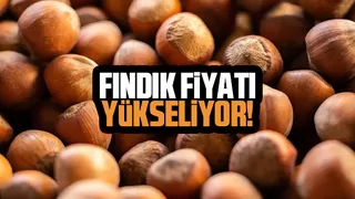 Fındık fiyatı 54 liraya kadar çıktı