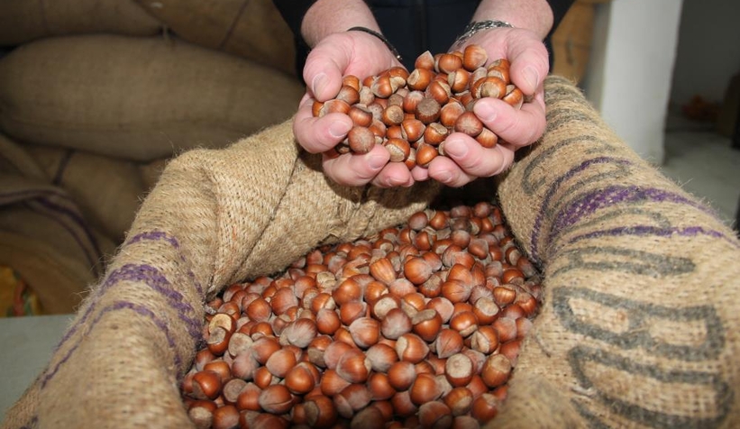 Fındık fiyatı 63 liraya çıktı