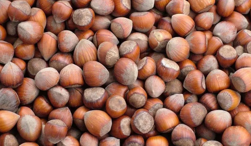 Fındık fiyatı düştü; İşte son durum