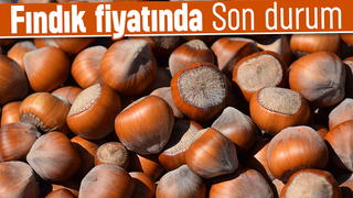 Fındık fiyatı haftaya nasıl başladı? İşte son durum