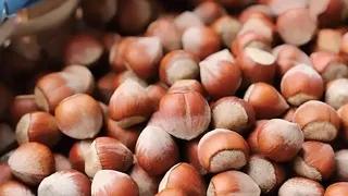 Fındık fiyatı ne kadar oldu?