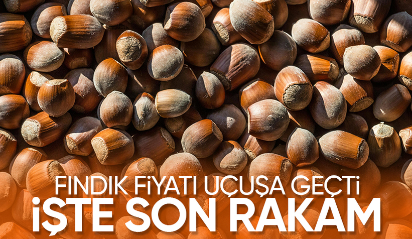 Fındık fiyatı rekor kırdı; İşte son durum
