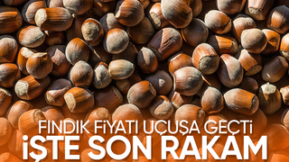 Fındık fiyatı rekor kırdı; İşte son durum
