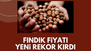 Fındık fiyatı rekor üstüne rekor kırıyor; İşte son durum
