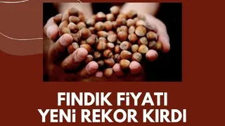 Fındık fiyatı rekor üstüne rekor kırıyor; İşte son durum