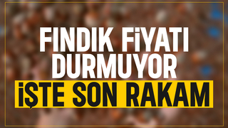 Fındık fiyatı rekora doymuyor
