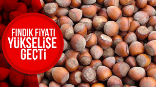 Fındık fiyatı yükselişe geçti; işte son durum