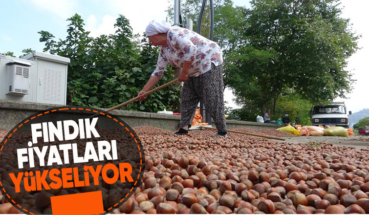 Fındık fiyatı yükselişe geçti