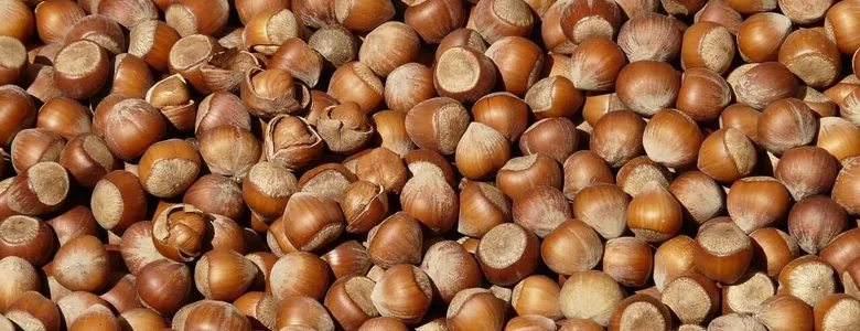 Fındık fiyatında son durum