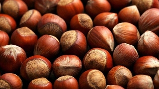 Fındık fiyatları 2021’e de aynı fiyatla girdi