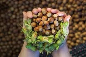 Fındık fiyatları dibi gördü