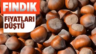 Fındık fiyatları geriliyor