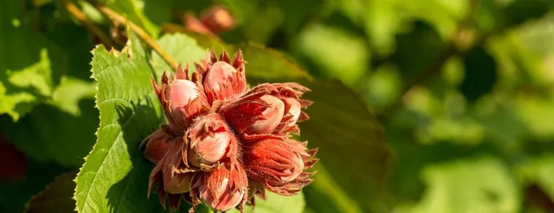Fındık fiyatlarında durgunluk