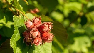 Fındık fiyatlarında durgunluk