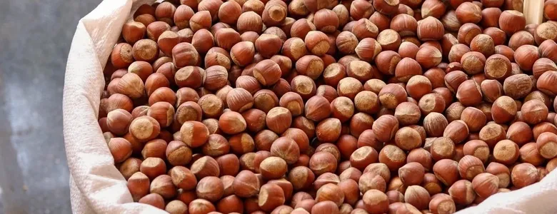 Fındık fiyatlarında düşüş devam ediyor