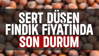 Fındık fiyatlarında son durum