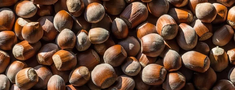 Fındık fiyatlarında yatay seyir