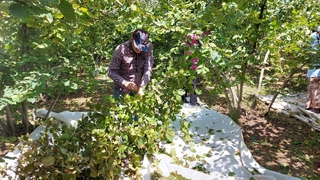 Fındık hasadı başladı