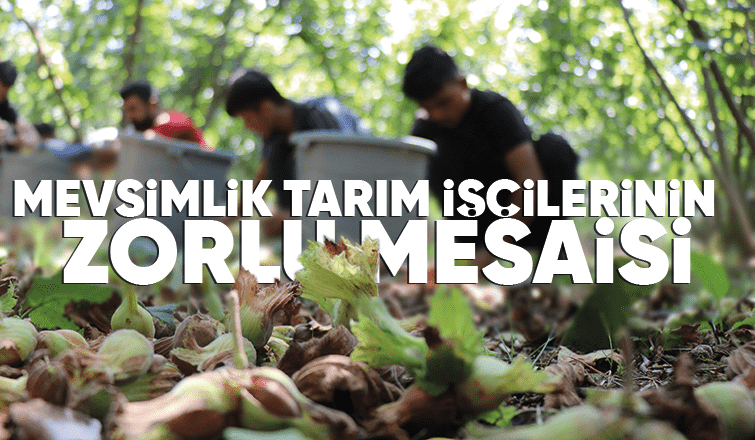 Fındık hasadı sürüyor