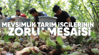 Fındık hasadı sürüyor