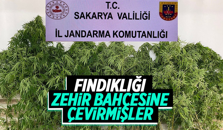 Fındık hasadı yerine kenevir hasadı yapıldı!