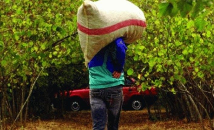 Fındık hırsızını sigara izmariti ele verdi