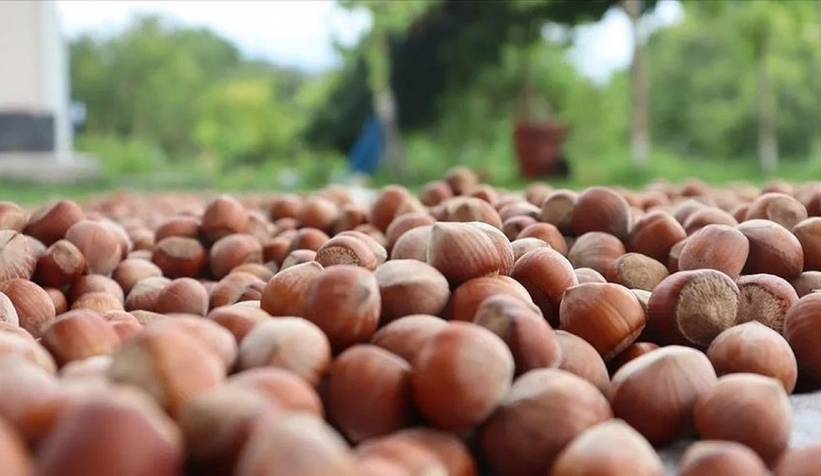 Fındık ihracatı 9 ayda 1,7 milyar dolar kazandırdı