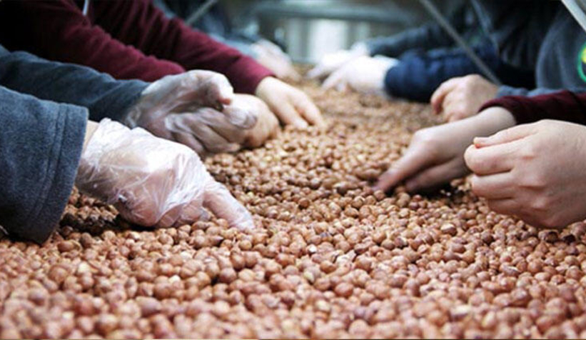 Fındık ihracatı dibe vurdu!