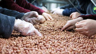 Fındık ihracatı dibe vurdu!