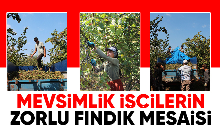 Fındık işçilerinin zorlu mesaisi