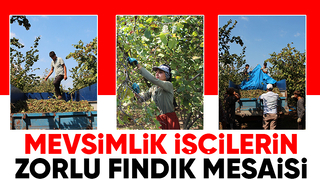 Fındık işçilerinin zorlu mesaisi